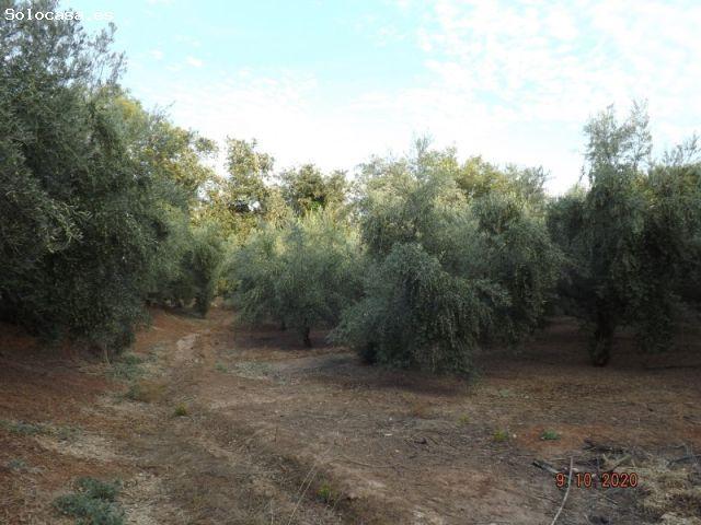 HUERTA CON CASA Y OLIVOS