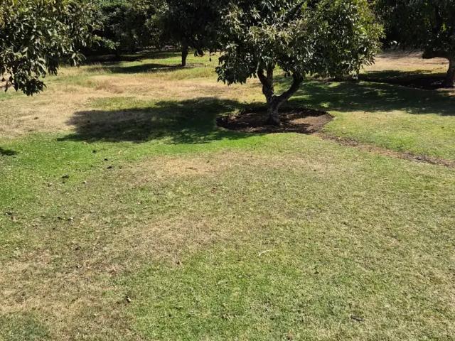 Huerta de aguacate en tenextepec