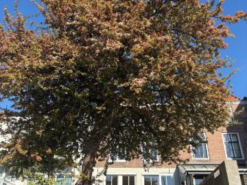 Olland, Meierijstad, Noord-Brabant
