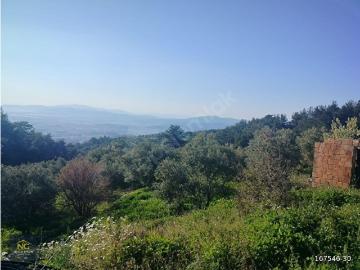 Selçuk, İzmir ili, Ege Bölgesi