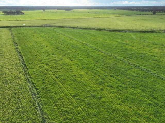 ICONIC SOUTHERN RIVERINA GRAZING & CROPPING PROPERTY
