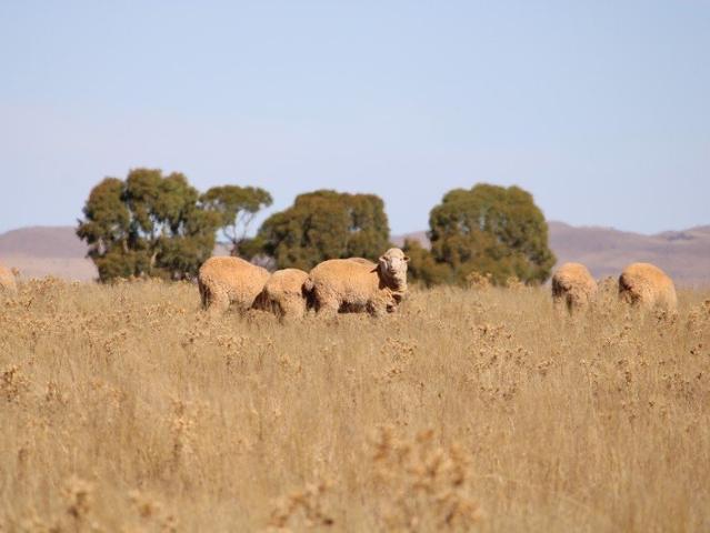 Ideal First Farm or Grazing Extension