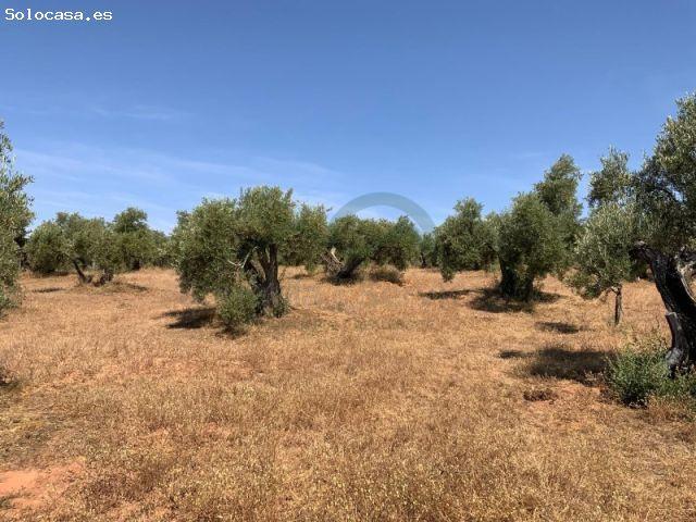 Impresionante Propiedad Rural en Venta en el Corazón de Andalucía