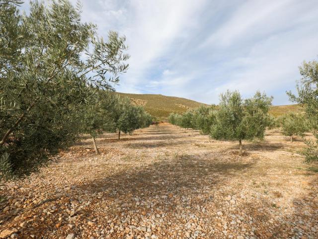 Inmejorable finca de Olivos de primera calidad en Villamena Cozvijar, más de 3.300 olivos