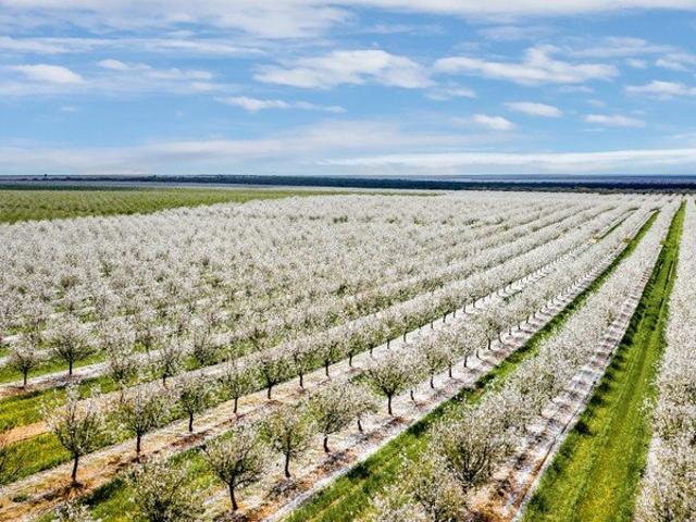 Industry Leading Almond & Citrus Orchard