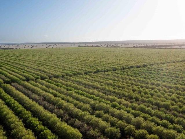 Institutional Almond Orchard with 12,000ML* of Water Entitlements
