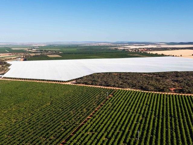 INSTITUTIONAL GRADE CITRUS ORCHARD + 2,717ML