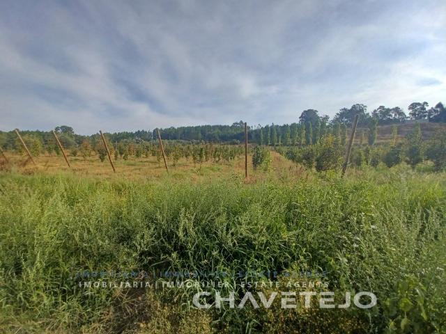 Investimento! Quinta com exploração de árvores frutíferas pe. 0m² Serra de Junceira