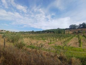 Investimento! Quinta com exploração de árvores frutíferas perto da Serra de Tomar