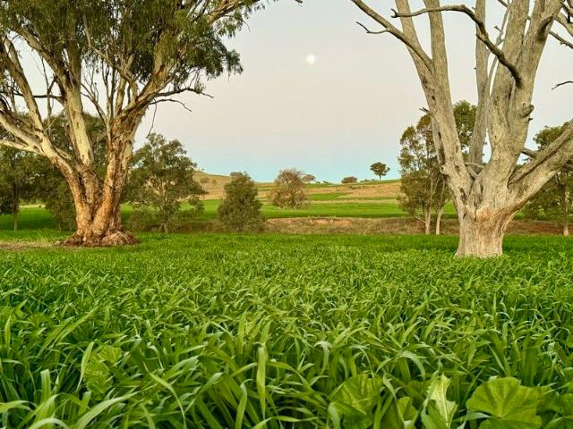 Jemalong Picturesque, Productive & Primed For Your Livestock