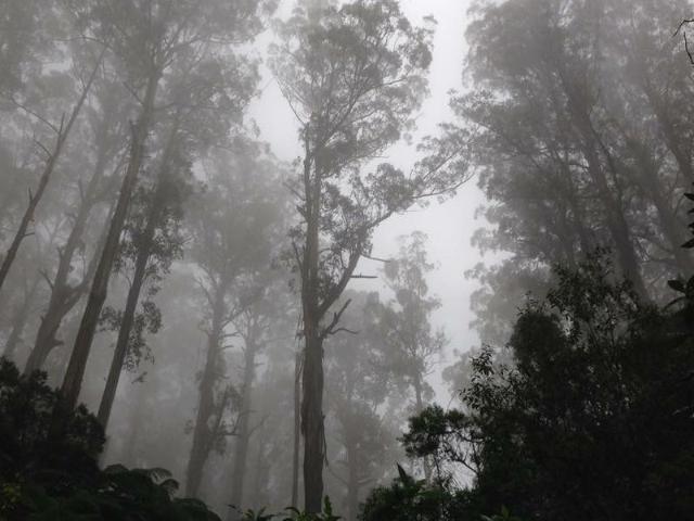 Jewel of the Otways
