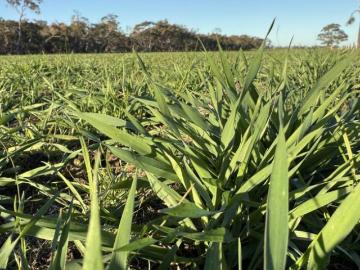 Land to rent in Victoria