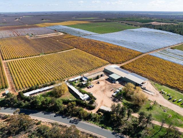 KENLEY VINEYARD