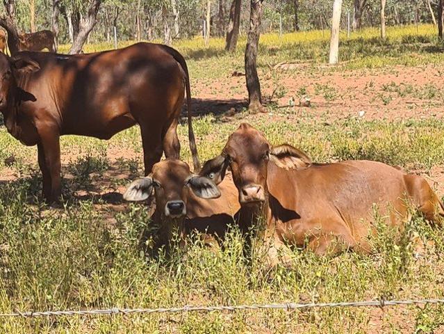 Kimberley calf factory
