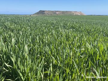 Bowes, Chapman Valley, Peak Island, Western Australia