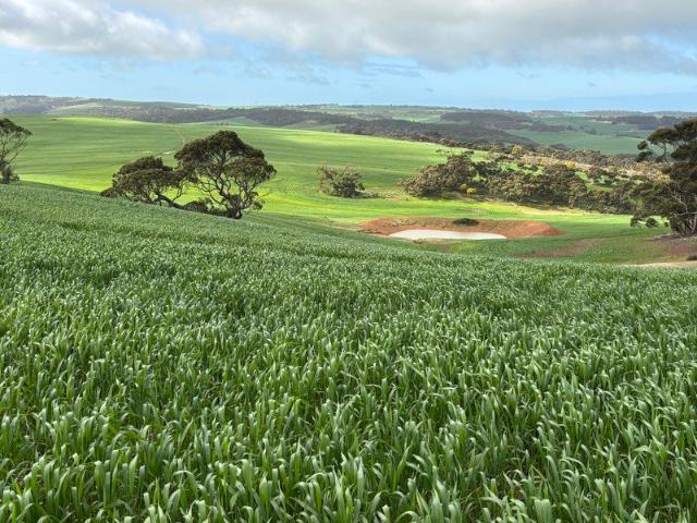 KOOKABURRA GULLY Drought Proofer