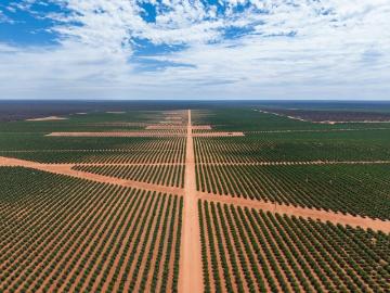 Koompartu Farms One of Australia's Largest Almond Orchards