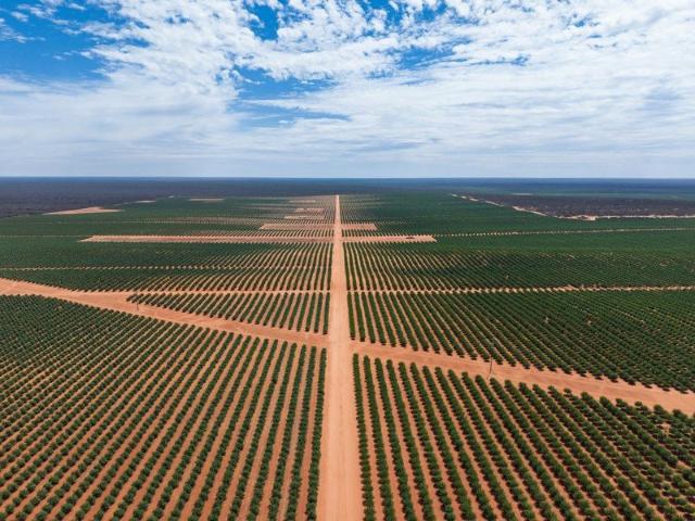 Koompartu Farms One of Australia's Largest Almond Orchards