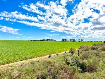 Wandana, Ceduna, Ceduna County, South Australia