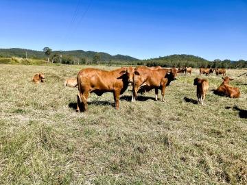 Koumala Lifestyle Grazing