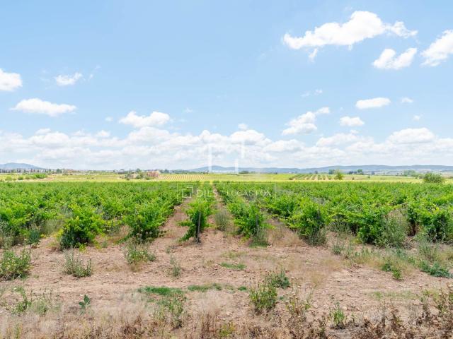 Dils Lucas Fox presenta la finca Santa Catalina, un viñedo d. 220m² Requena