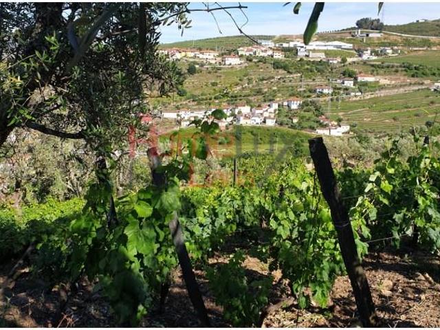 Lamego Lamego LS105266028