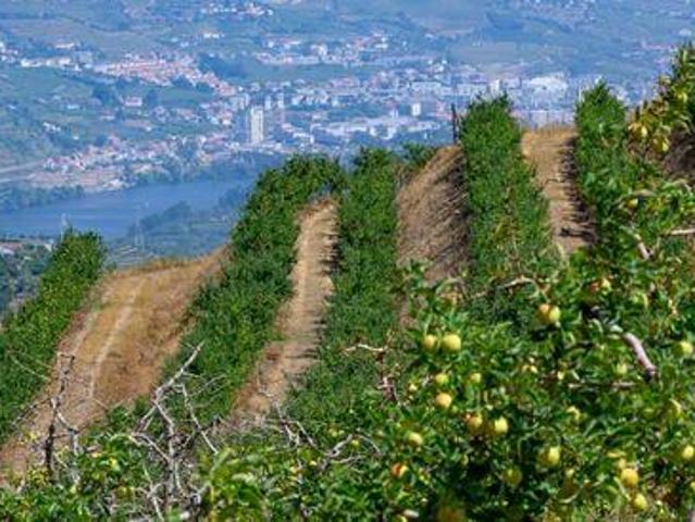 Lamego VISEU 105656917