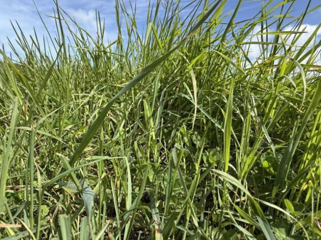 For Rent Land Millicent SA DS101909339