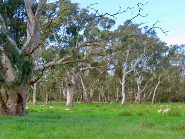 Land For Rent Monbulla SA 1300000 ES102797151