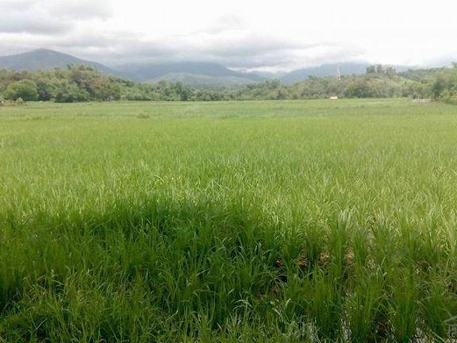 Land and Farm for sale in Masinloc