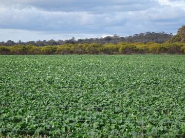Cuballing, Narrogin Shire, Little Island, Western Australia
