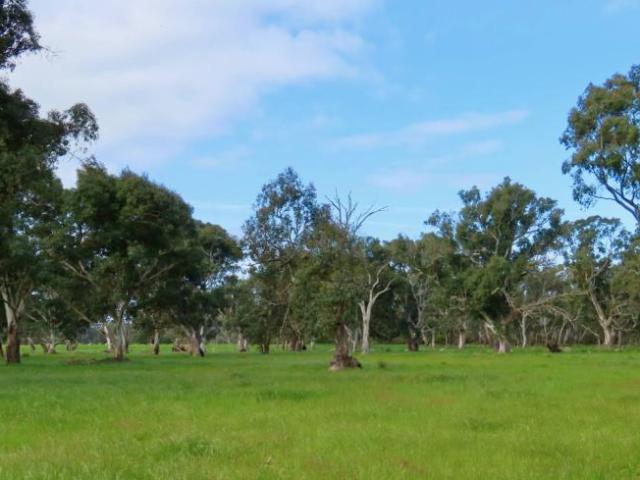 Land For Rent Monbulla SA 1300000 ES102797151