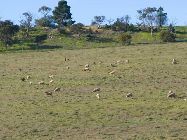 Land For Rent Burra SA 349000 ES105584235