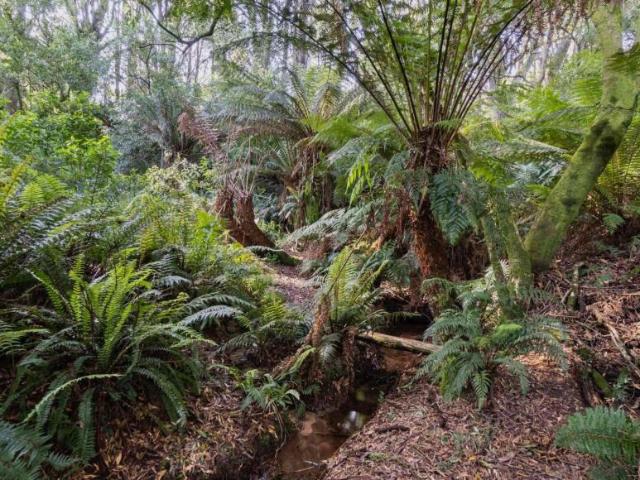 Land For Rent BEECH FOREST VIC 168000 ES104954695