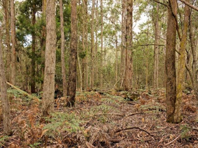 Land For Rent REEDY MARSH TAS ES104953482