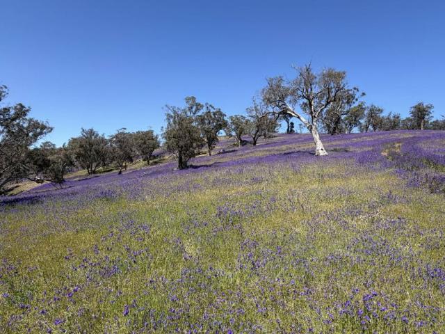 Land For Rent Wilmington SA 299000 ES106067922