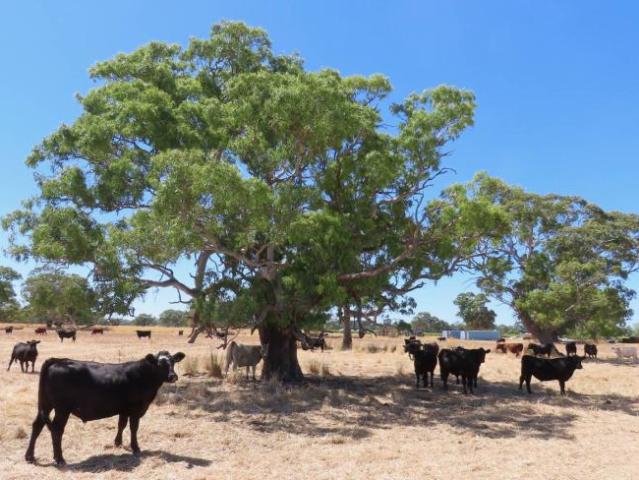 For Rent Land Penola SA DS101909325