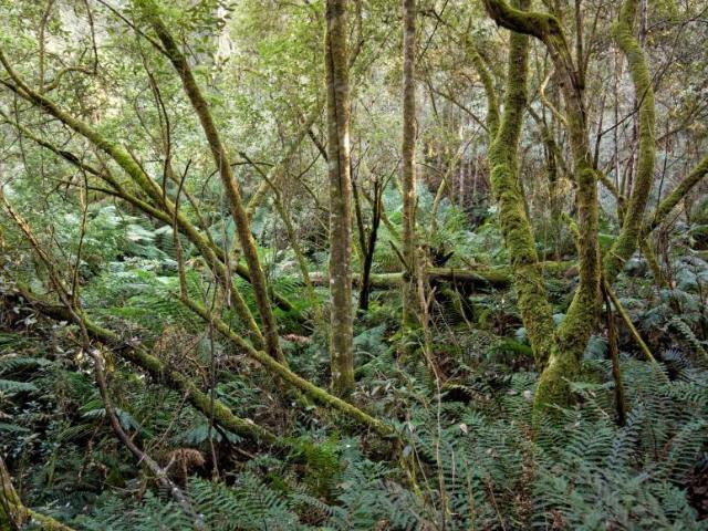 Land REEDY MARSH TAS 104953482