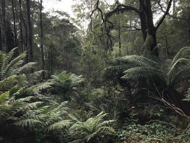 Land ROSEBERY TAS 104954198