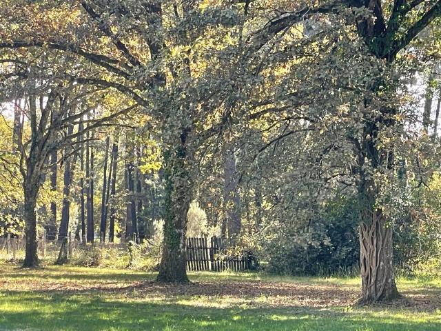 Landaise Sur Airial de 3h400 ha Gironde 33 Nouvelle A. 280m² Bazas