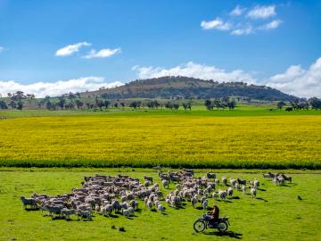 Landmark Large Scale Farming & Grazing