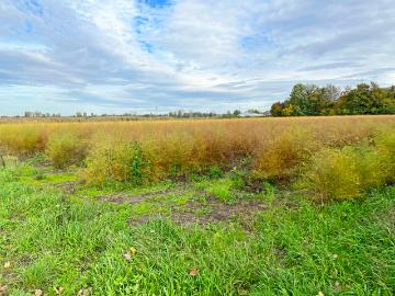 Commercial Land for sale in Arheilgen