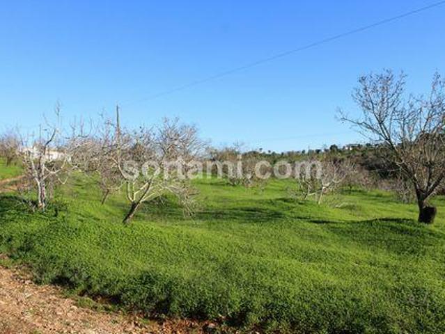 Lagoa Faro 96331249