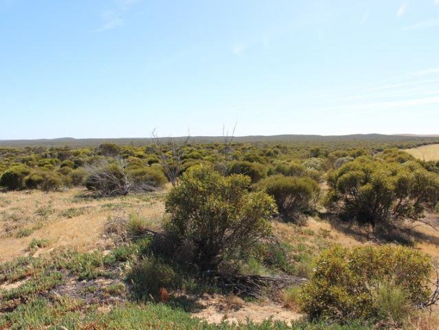 Large Tract of Heritage Scrub to Explore & Enjoy