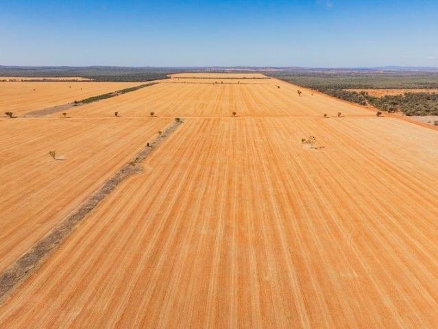 Large Scale Cropping and Livestock