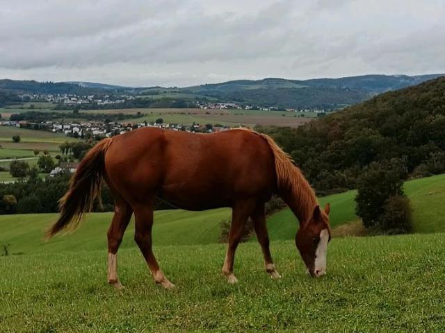 Leben in der Natur Resthof in Alleinlage