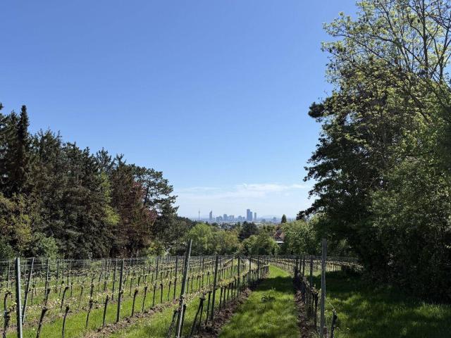 Leben mit Blick auf Weinberge und die Stadt, Terrassen inklusive!