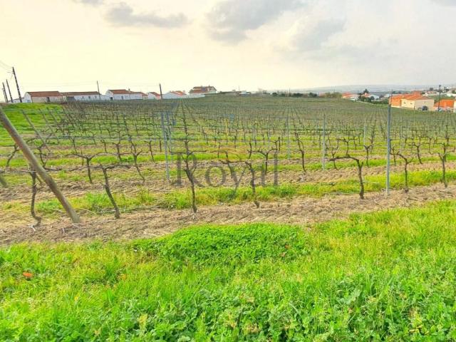 Leiria Óbidos 2510 98339632