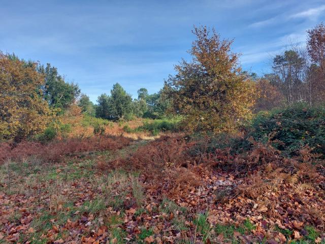 Lévignac, en bordure de forêt, maison landaise à restaurer !