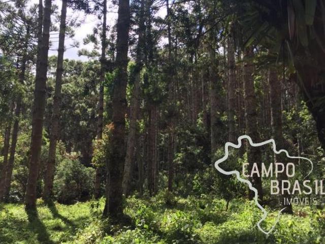 Linda área rural com centenas de Araucárias, com platô para construir sua casa em meio a natureza!
